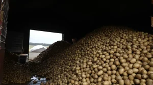 Pommes de terre : des milliers de tonnes à détruire, la vérité sur le manque de débouchés